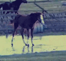 [Image: 1261172497_horse-dance-on-ice_zps9f9245bc.gif~original]