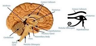 the pineal gland and wedjat