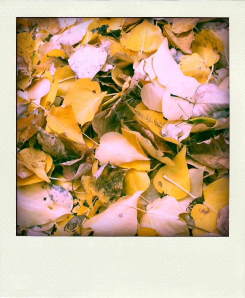 poladroid-leaves