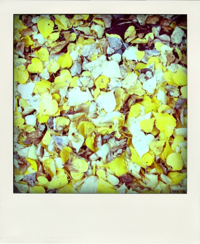 poladroid-leaves2
