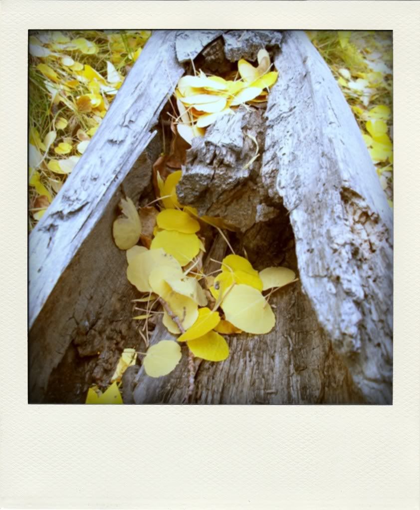 poladroid-log-and-leaves