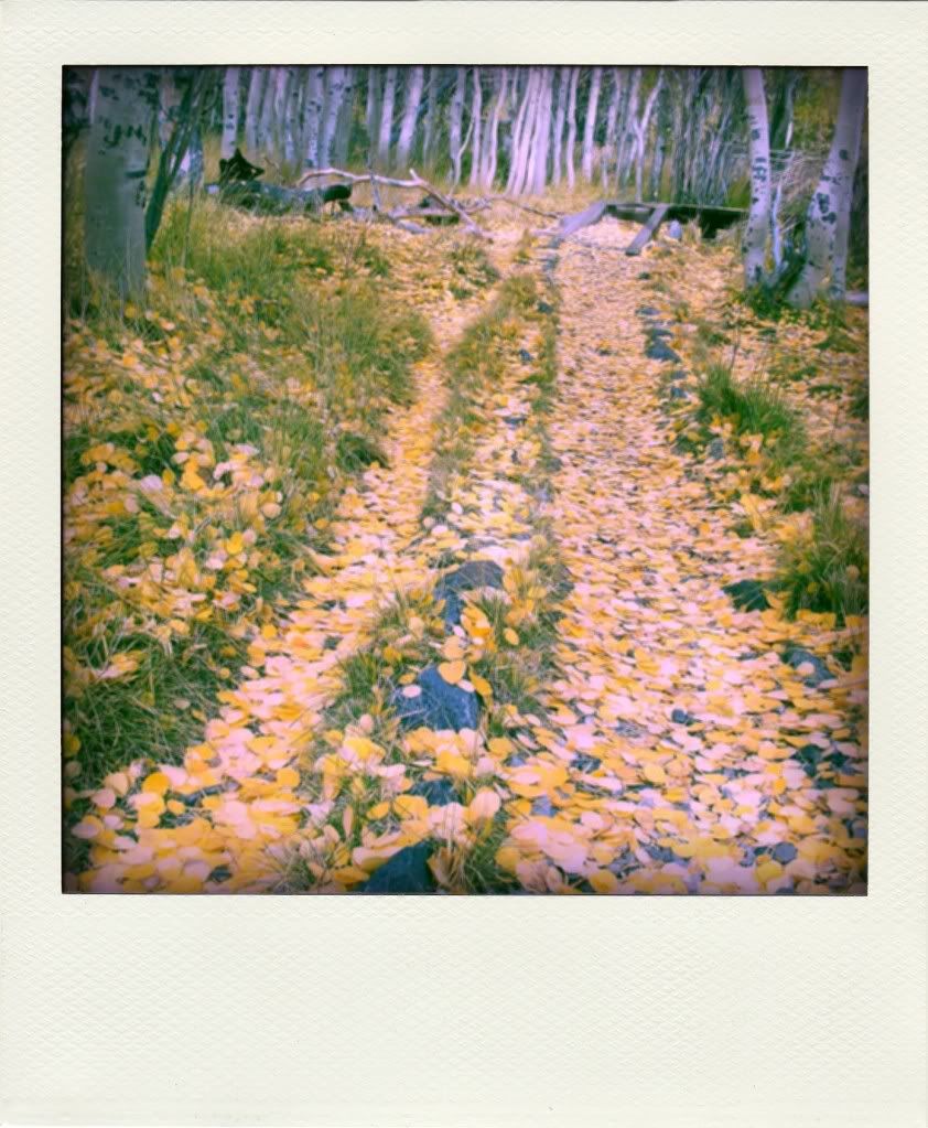 poladroid-forest-path