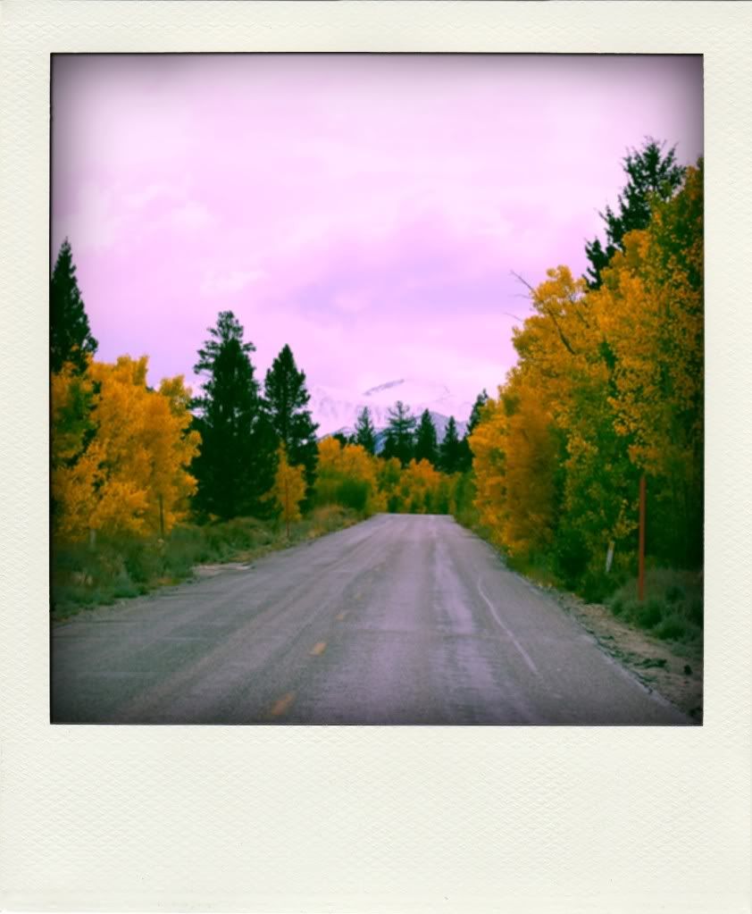 poladroid-tree-lined-street