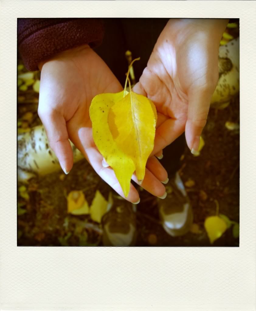 poladroid-leaves-in-hands