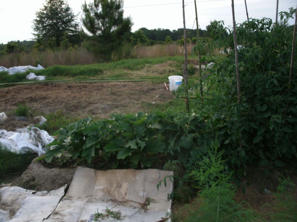 More egg plants