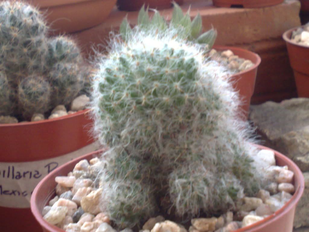Mi coleccion de Cactus & Crasas