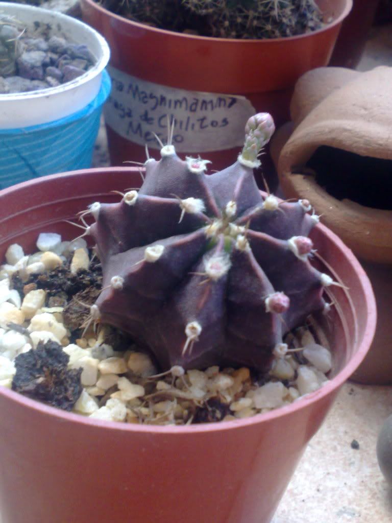 Mi coleccion de Cactus & Crasas