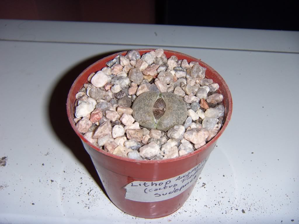 Mi coleccion de Cactus & Crasas