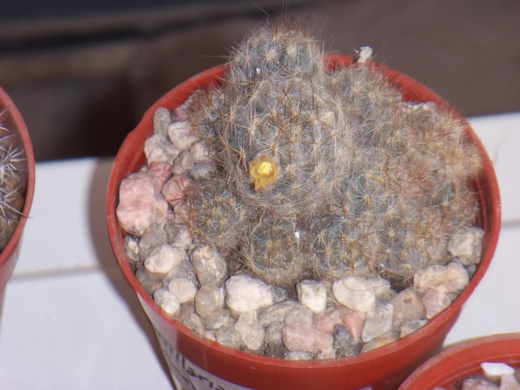 Mi coleccion de Cactus & Crasas