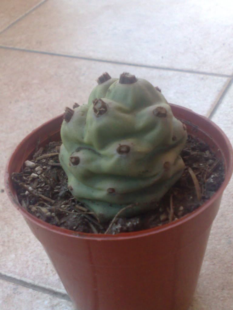Mi coleccion de Cactus & Crasas