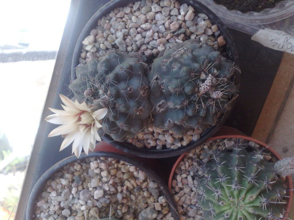 Mi coleccion de Cactus & Crasas