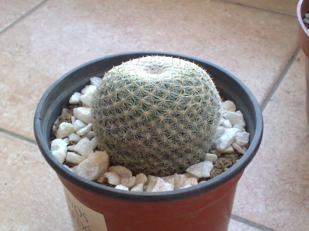 Mi coleccion de Cactus & Crasas