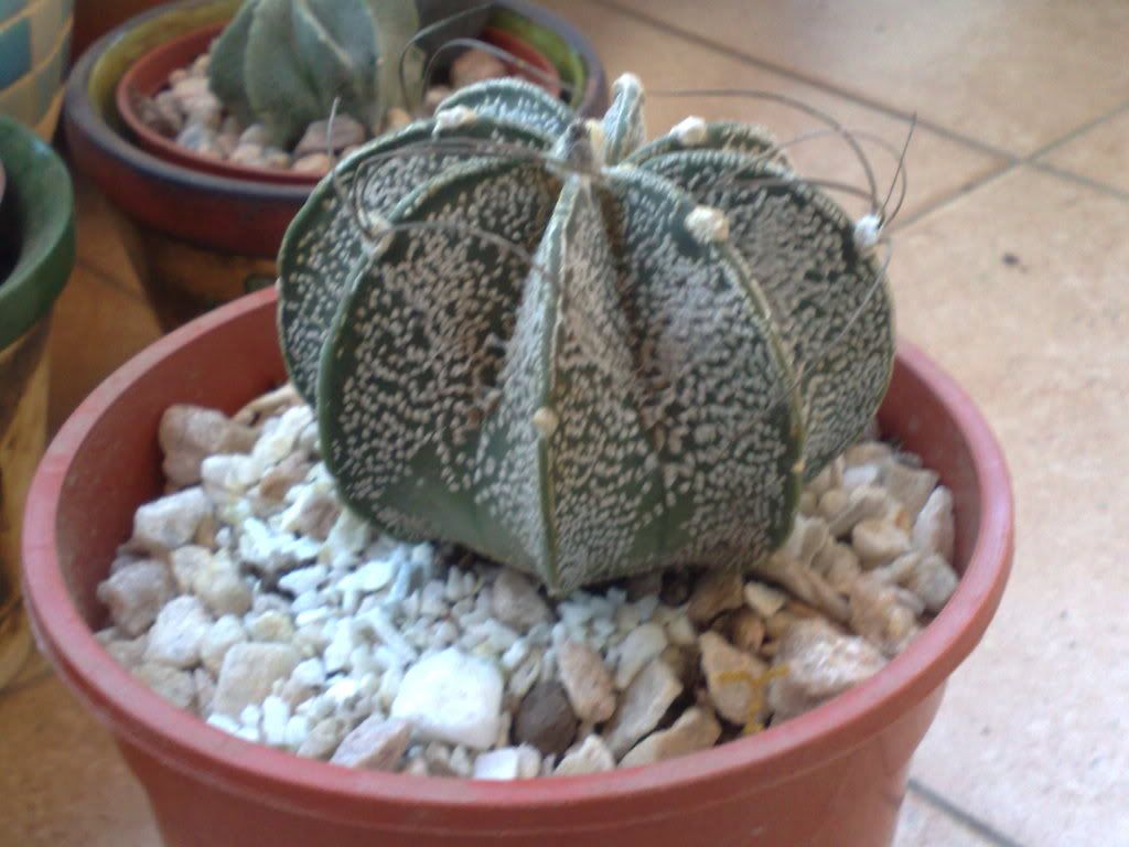 Mi coleccion de Cactus & Crasas