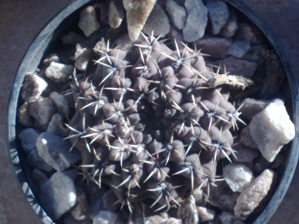 Mi coleccion de Cactus & Crasas