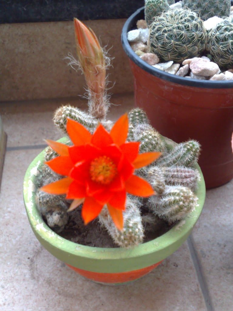 Mi coleccion de Cactus & Crasas