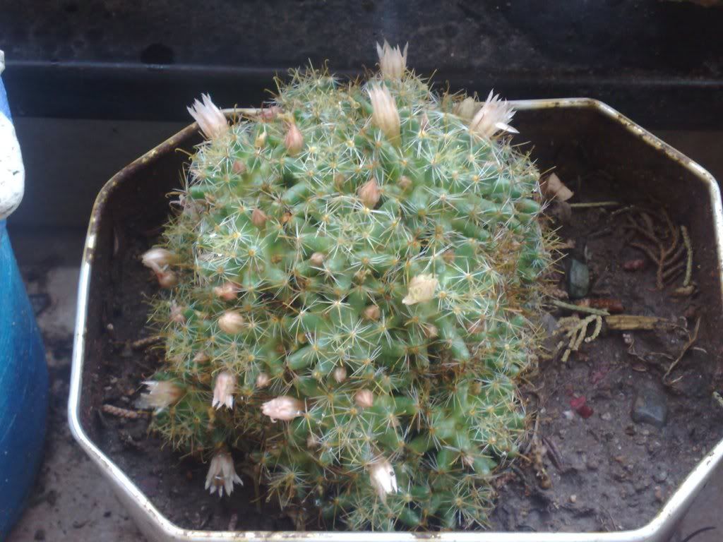 Mi coleccion de Cactus & Crasas