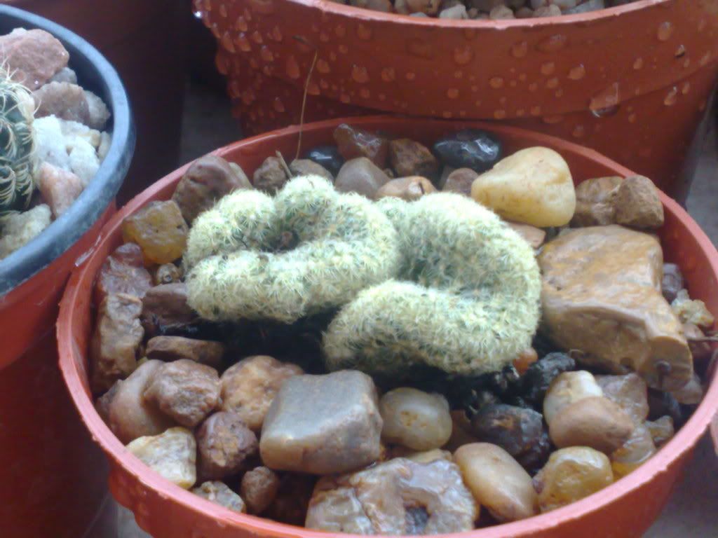 Mi coleccion de Cactus & Crasas