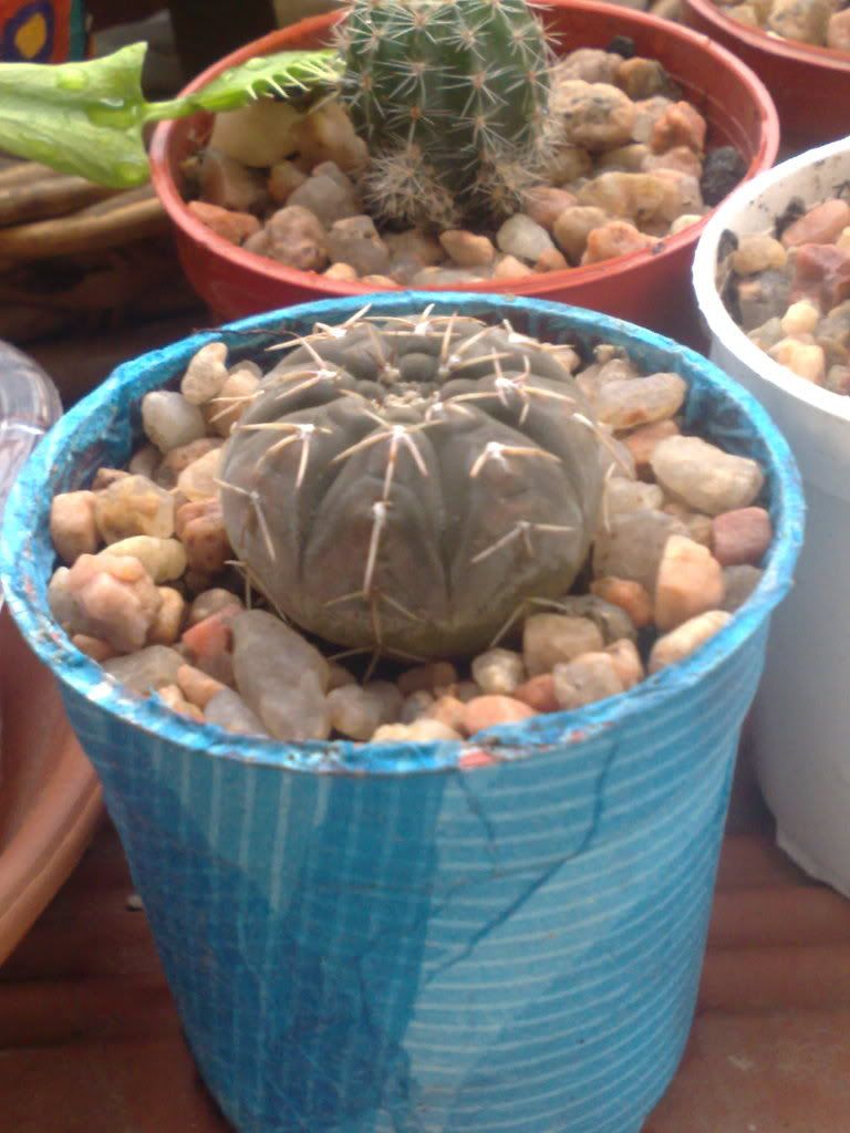 Mi coleccion de Cactus & Crasas