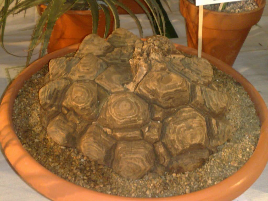Mi coleccion de Cactus & Crasas