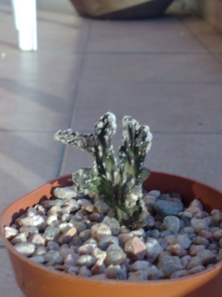 Mi coleccion de Cactus & Crasas