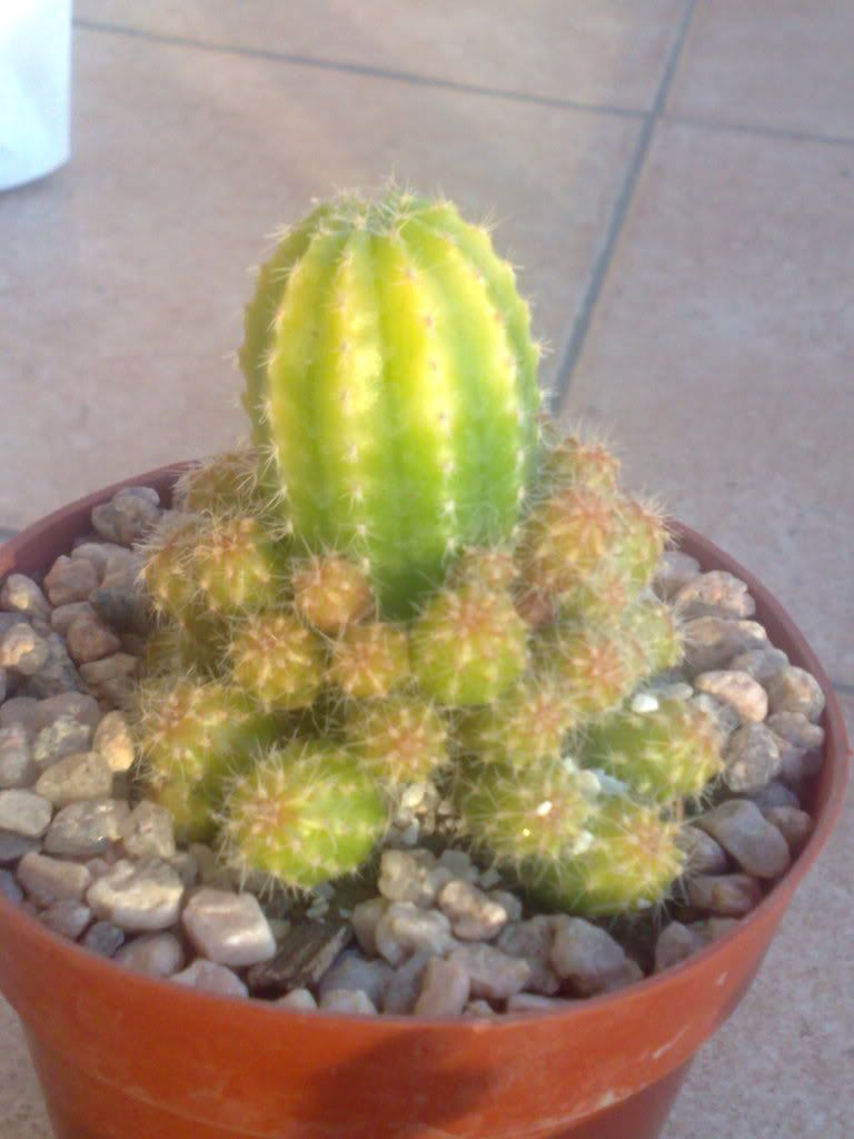 Mi coleccion de Cactus & Crasas