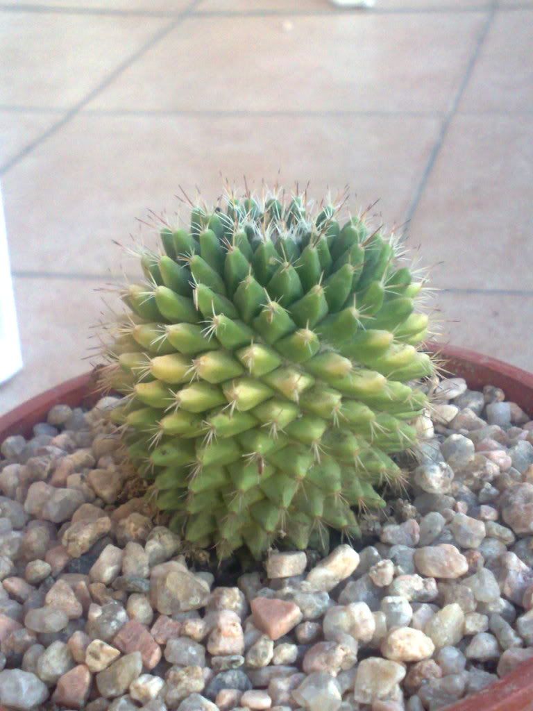 Mi coleccion de Cactus & Crasas