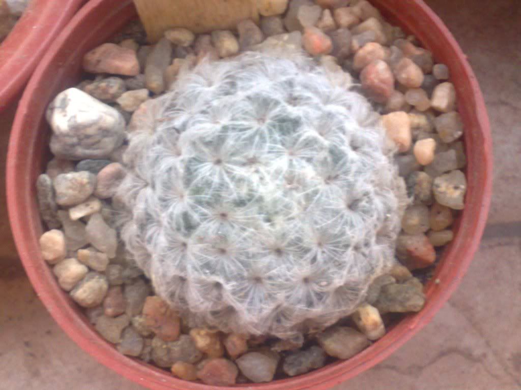 Mi coleccion de Cactus & Crasas