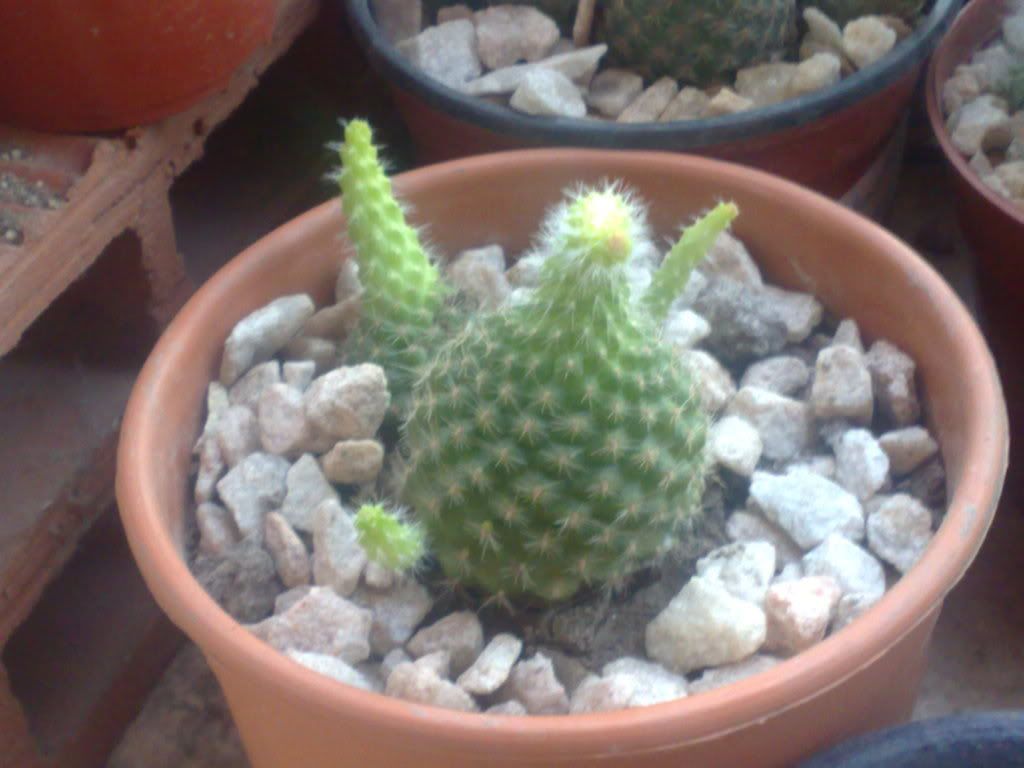 Mi coleccion de Cactus & Crasas