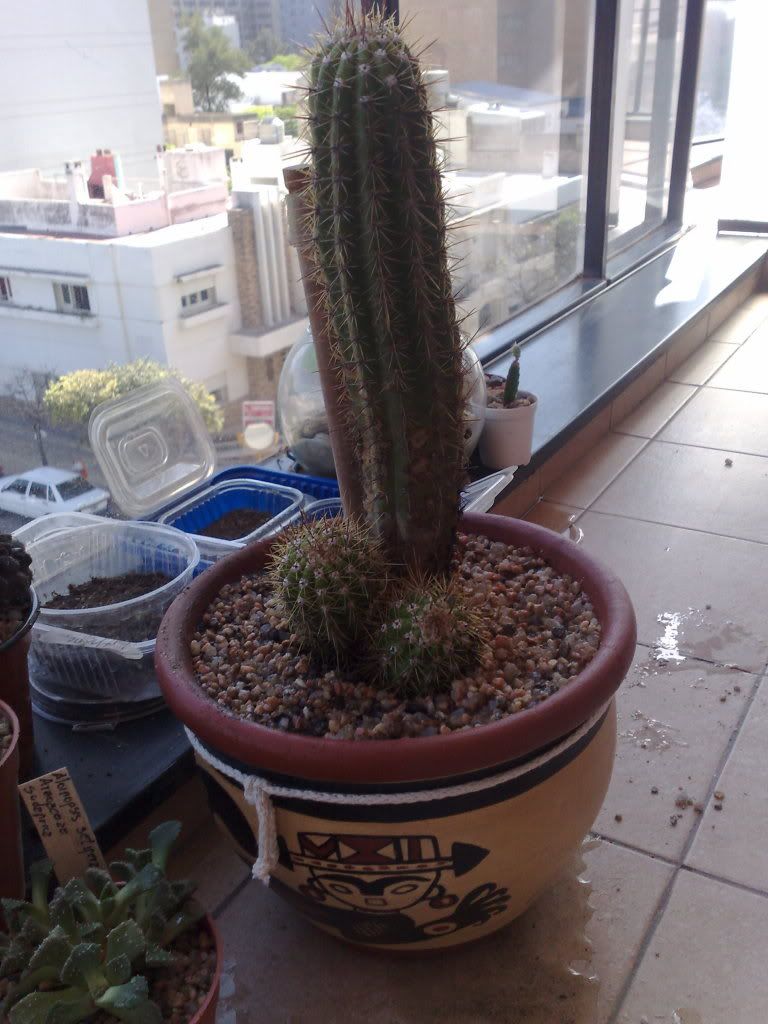 Mi coleccion de Cactus & Crasas
