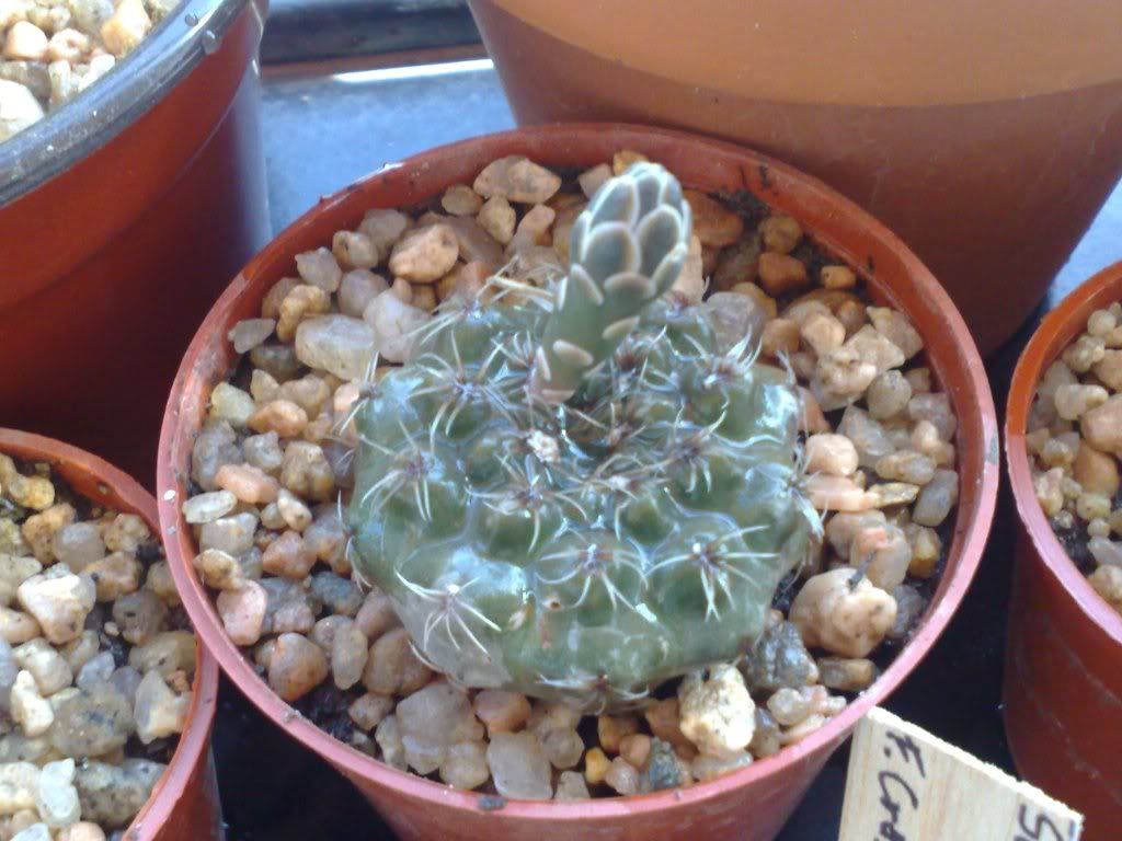 Mi coleccion de Cactus & Crasas