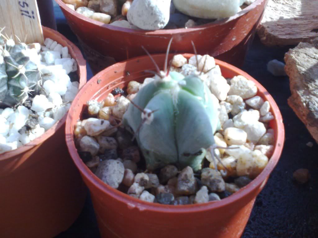 Mi coleccion de Cactus & Crasas