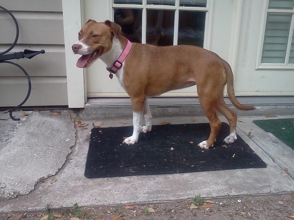 Apartment Renting with a Pitbull mix