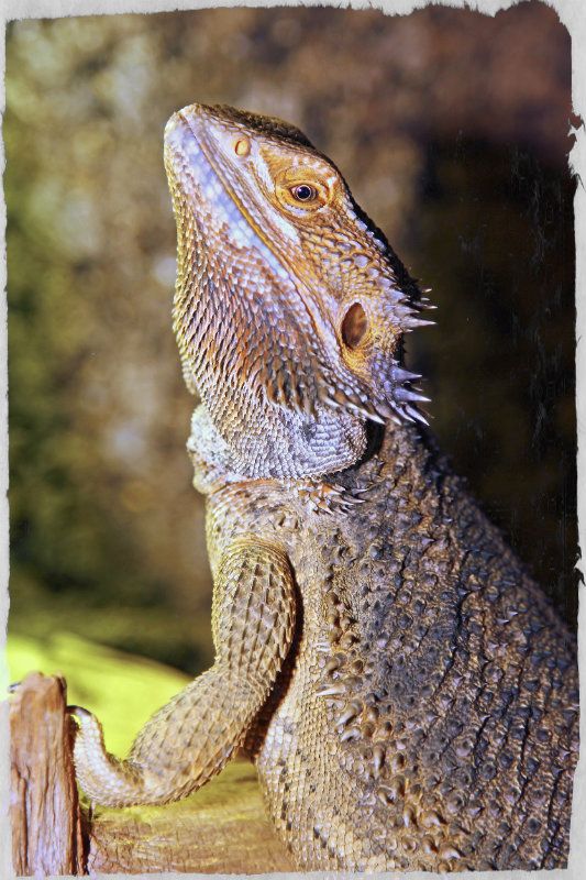 Fotografie