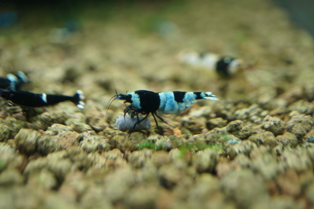 Group buy Akadama soil/ substrate! British Columbia Aquarium Forums