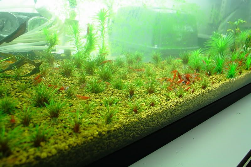 Group buy Akadama soil/ substrate! British Columbia Aquarium Forums