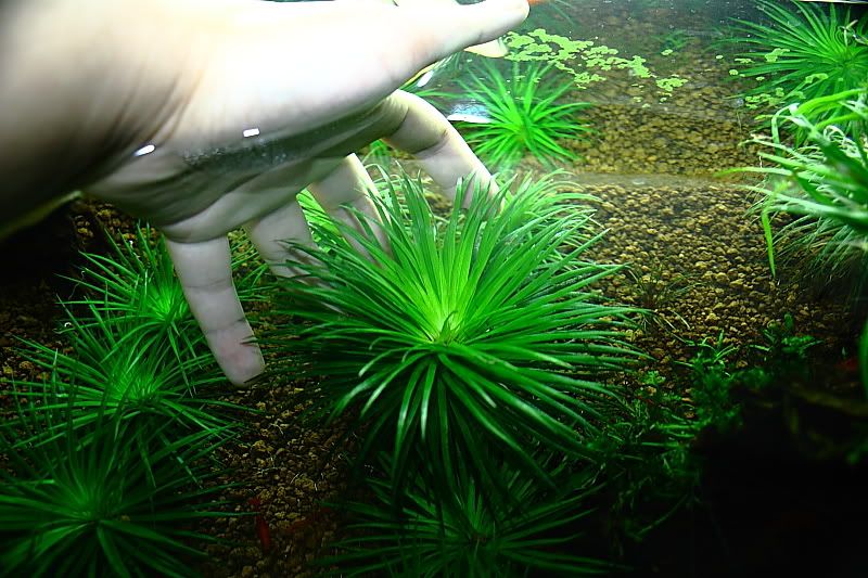 Group buy Akadama soil/ substrate! British Columbia Aquarium Forums