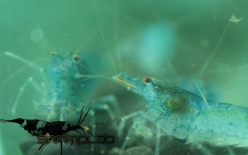 aura blue shrimp