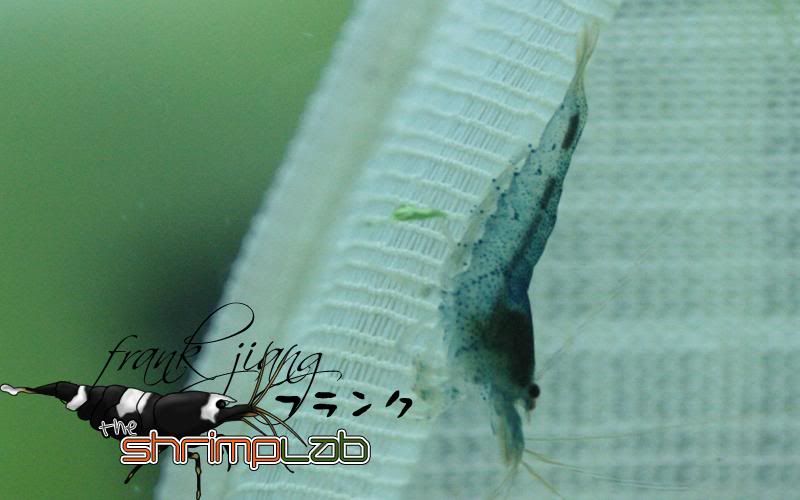 aura blue shrimp