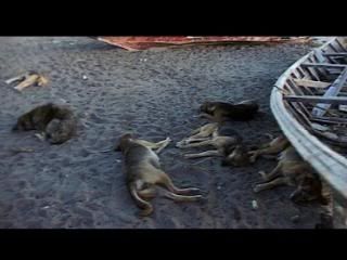 PDVD 001 13 - La Pesadilla de Darwin (2004) [DVD9] [MG-FSV-FSN.dlc]