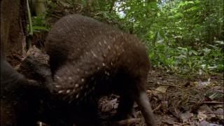 PDVD 009 7 - Pacífico Sur BBC (2009) [6 DVD5] [RS-MG-FSV-FSN.dlc]