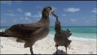 PDVD 019 2 - Pacífico Sur BBC (2009) [6 DVD5] [RS-MG-FSV-FSN.dlc]
