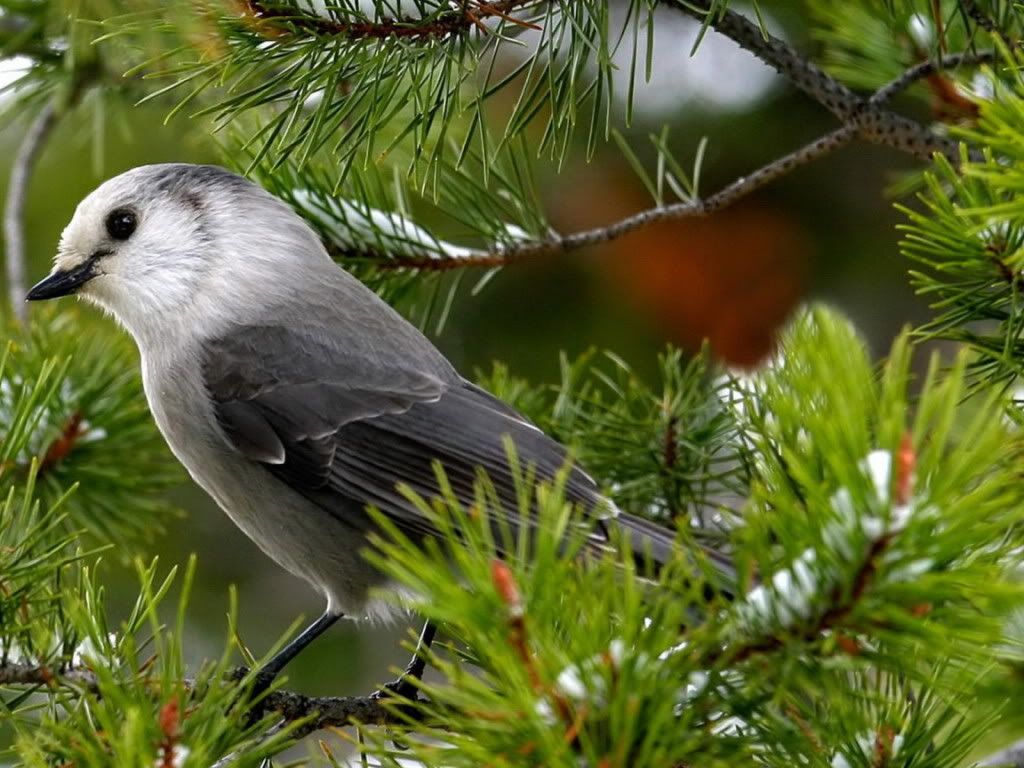 Animals Birds Nightingale 023663  - Beautiful Birds