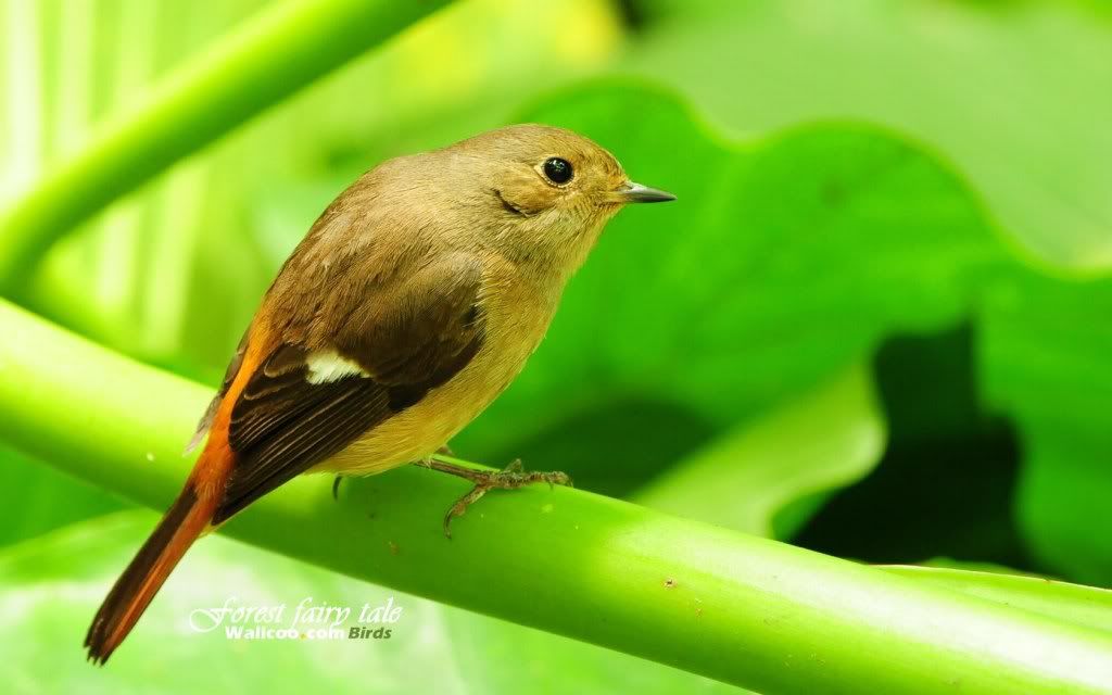 Gorgeous birds Female Daurian Redstart in Greeny - Beautiful Birds