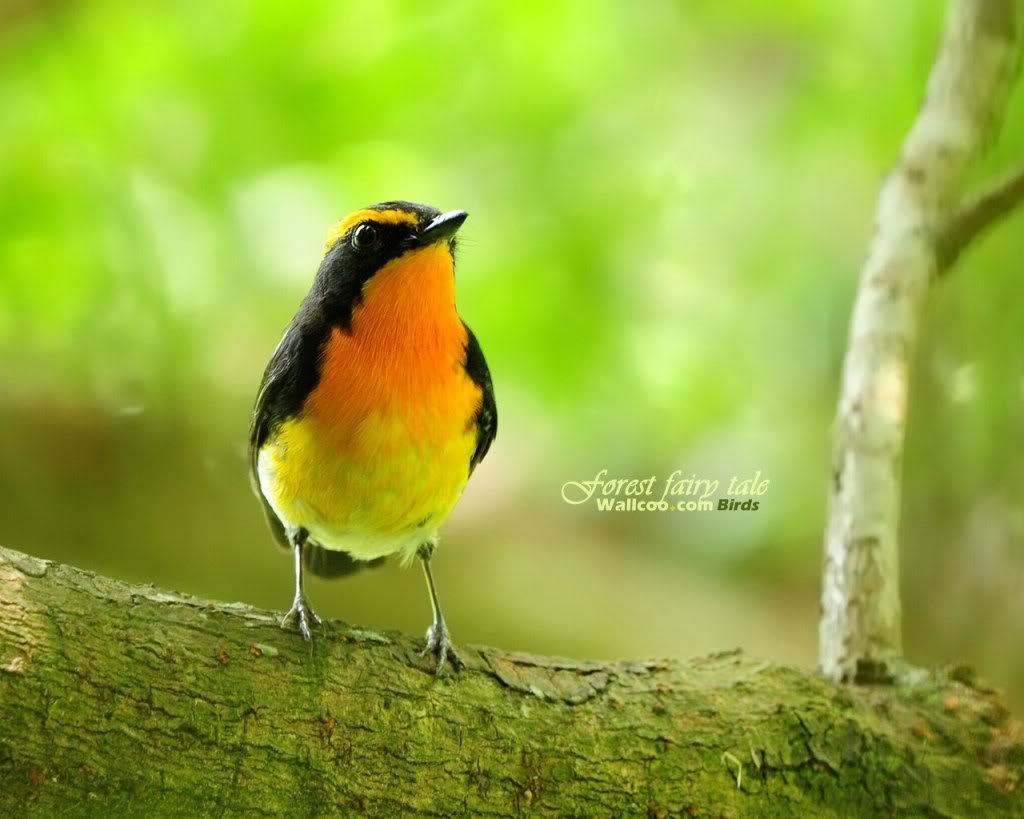 Gorgeous birds Narcissus20Flycatcher Male - Beautiful Birds