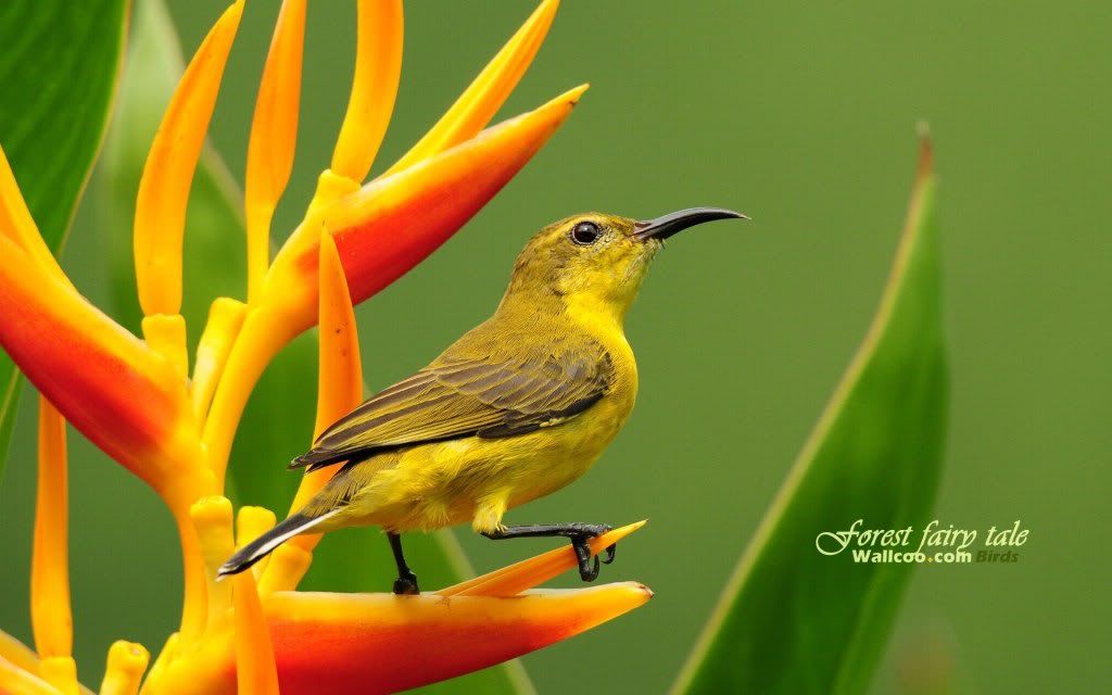 Gorgeous birds Singapore20Sunbird Olive20Backed20Sunbird Female - Beautiful Birds