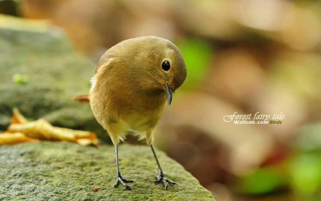 Gorgeous birds female20Daurian20Redstart - Beautiful Birds