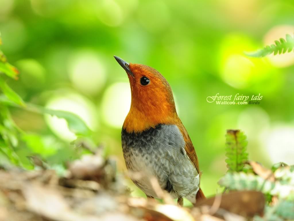 Gorgeous birds male Japanese Robin - Beautiful Birds