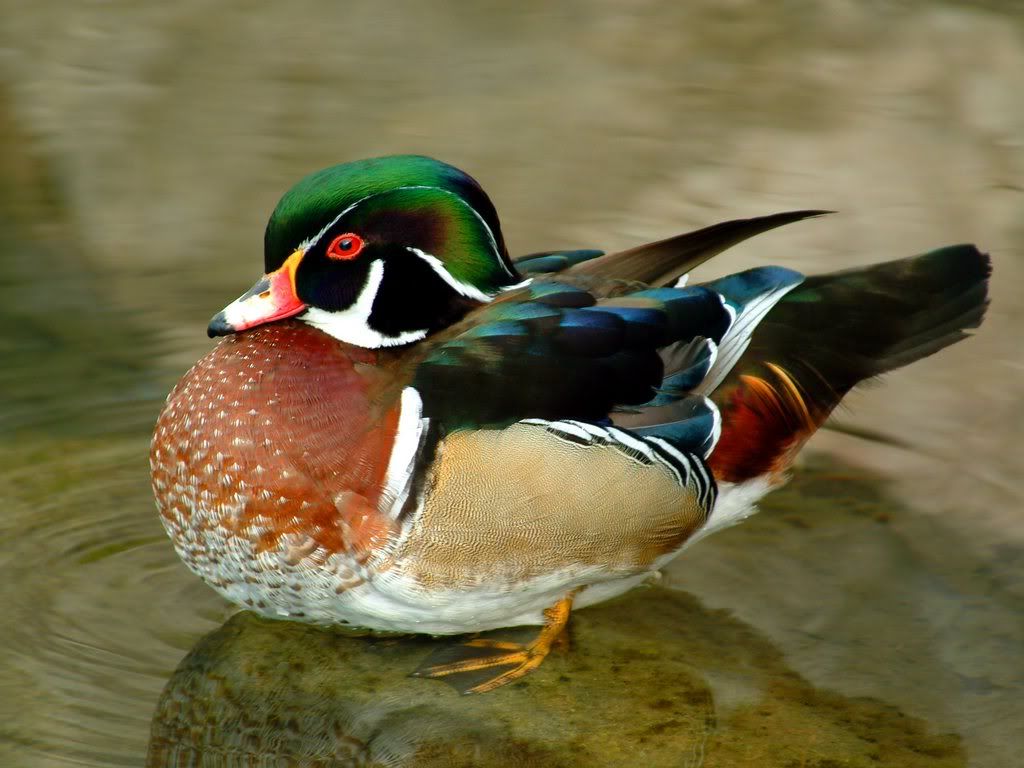 Wood Duck Aix sponsa - Beautiful Birds