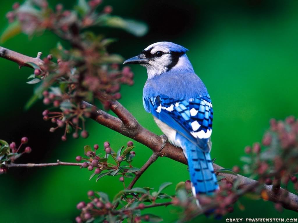 beautiful blue bird wallpaper - Beautiful Birds