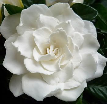 gardenia Pictures, Images and Photos